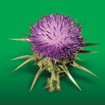 億帆醫(yī)藥股份 關(guān)于控股子公司在研產(chǎn)品獲fda批準(zhǔn)上市的公告