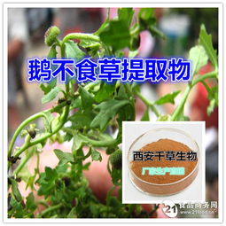 鵝不食草真空干燥粉優質原料植物提取物招商 西安 植物提取物