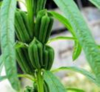 番茄紅素價格_番茄紅素_陜西西安市番茄紅素生產(chǎn)供應商_植物提取物盡在搜了網(wǎng)