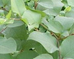 植物提取物批發 可靠的植物提取物廠家貨源 供應信息