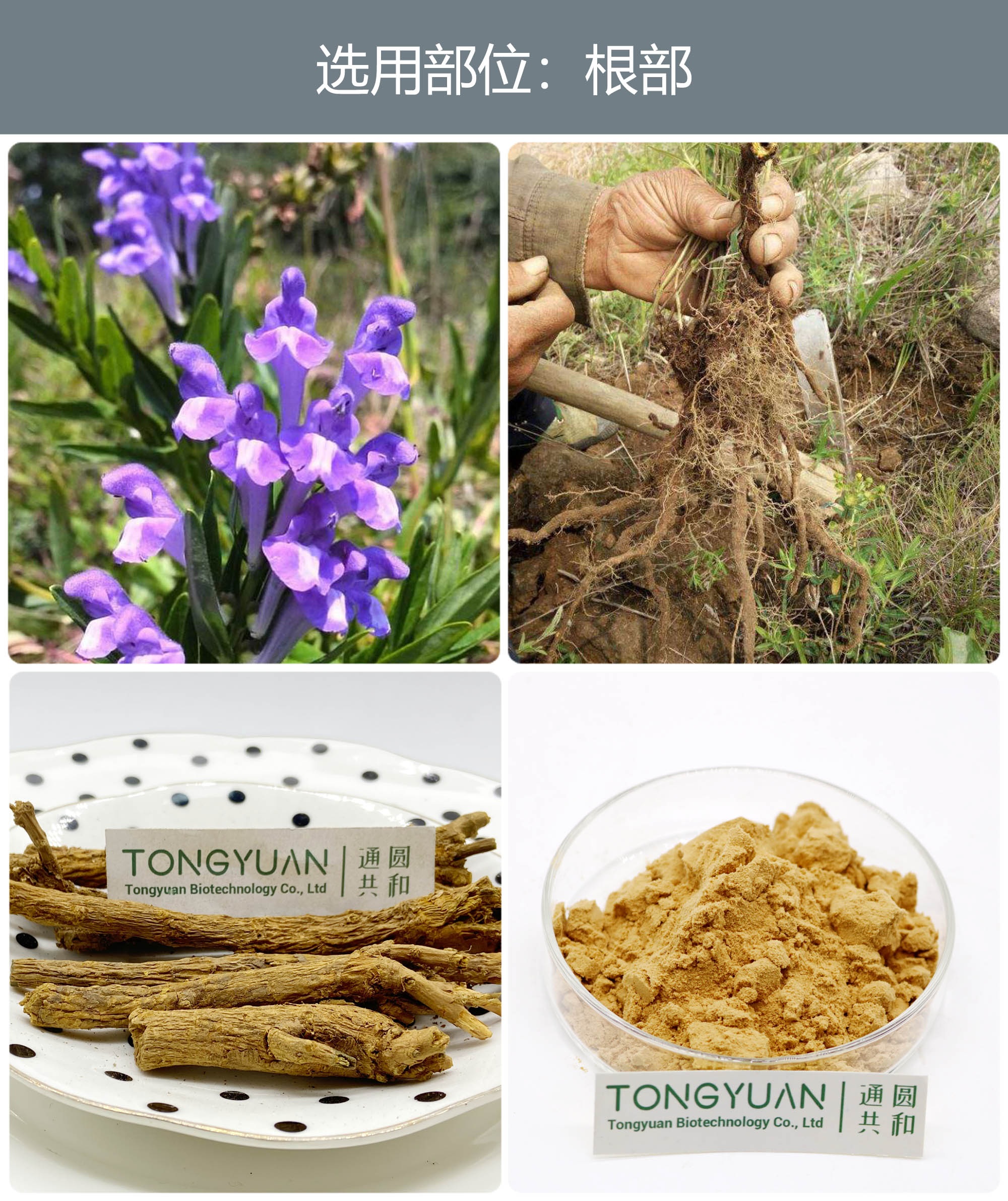 黃芩提取物 優(yōu)質(zhì)植物提取物引領健康食品新風尚